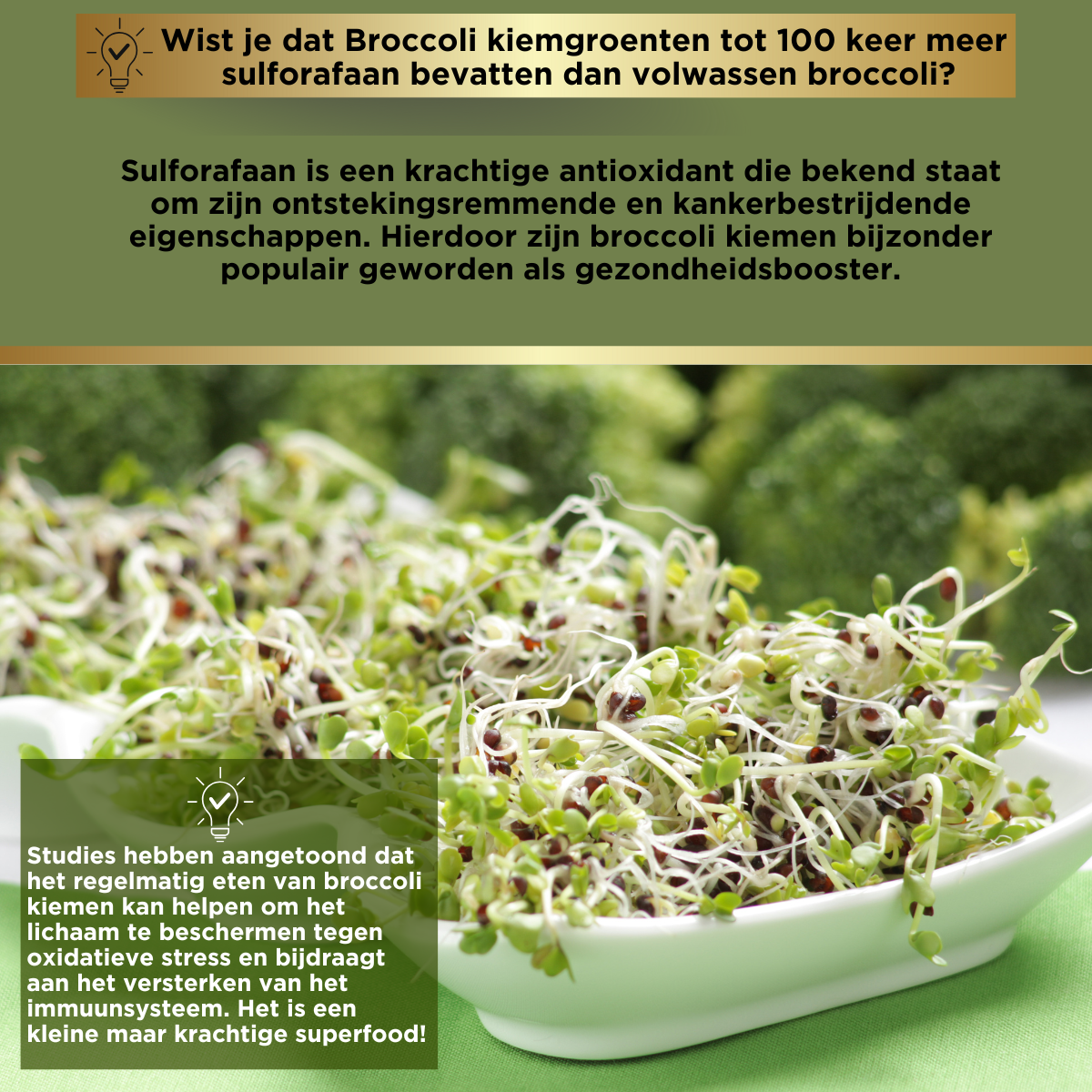 Broccolizaad