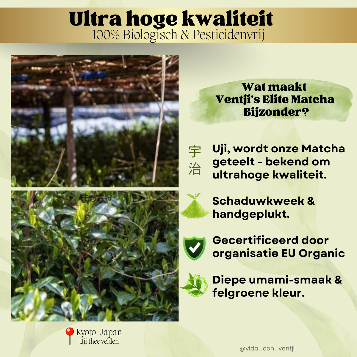 1e klas ceremoniële Matcha