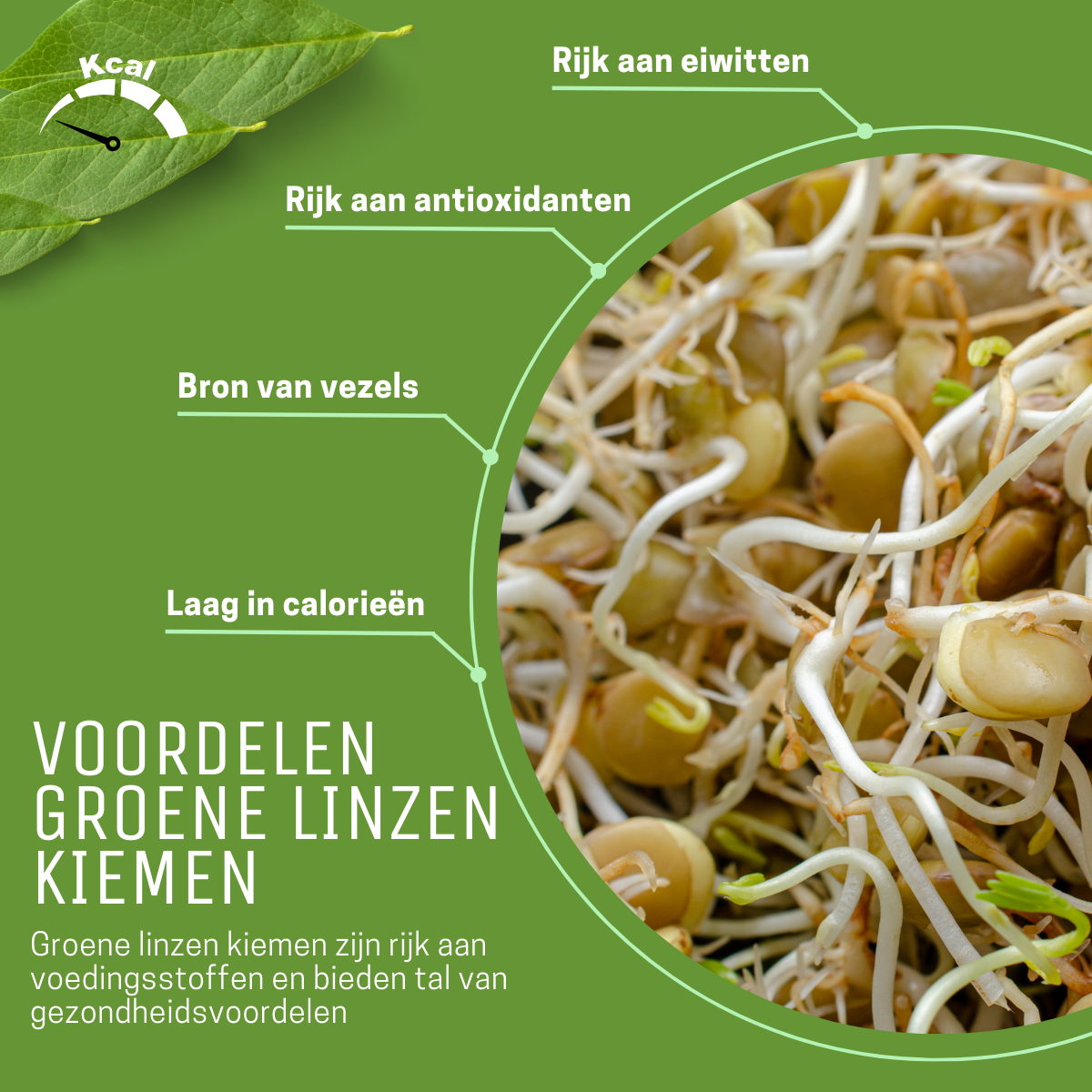 Groene linzen