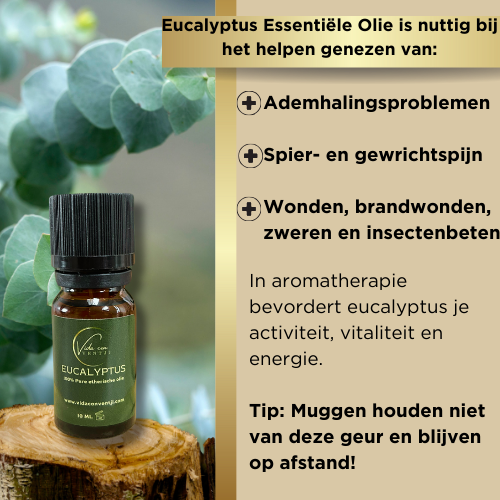 Eucalyptus Etherische olie